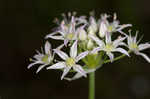 Little River Canyon onion